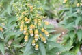 Grecian foxglove Digitalis laevigata, yellow-brown flowering plant